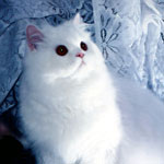 White Persian Clothing and Gifts