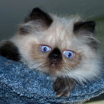 Himalayan Cat Clothing and Gifts