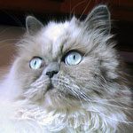 Himalayan Cat Clothing and Gifts