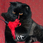 Black Persian Clothing and Gifts