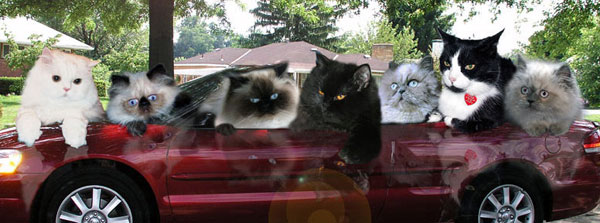 Persian and Himalayan Cat Store